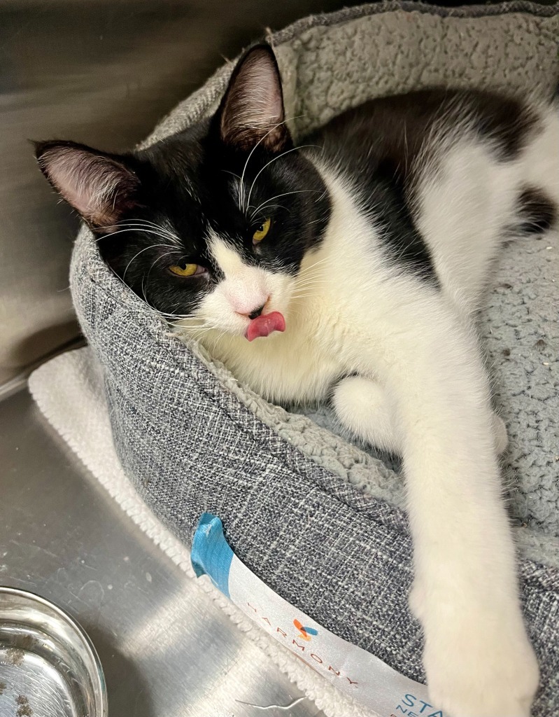 Binx, an adoptable Domestic Short Hair in Heber City, UT, 84032 | Photo Image 2