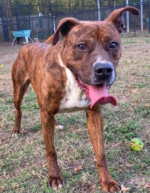 Edward, an adoptable Boxer in Little Rock, AR, 72210 | Photo Image 1