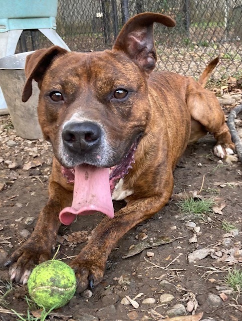 Edward, an adoptable Boxer in Little Rock, AR, 72210 | Photo Image 2