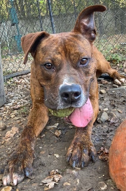 Edward, an adoptable Boxer in Little Rock, AR, 72210 | Photo Image 3