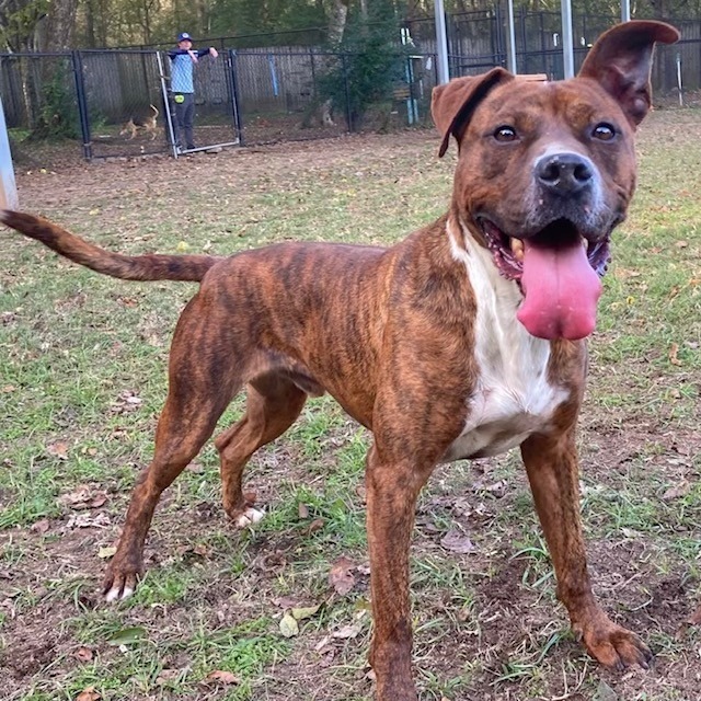 Edward, an adoptable Boxer in Little Rock, AR, 72210 | Photo Image 4