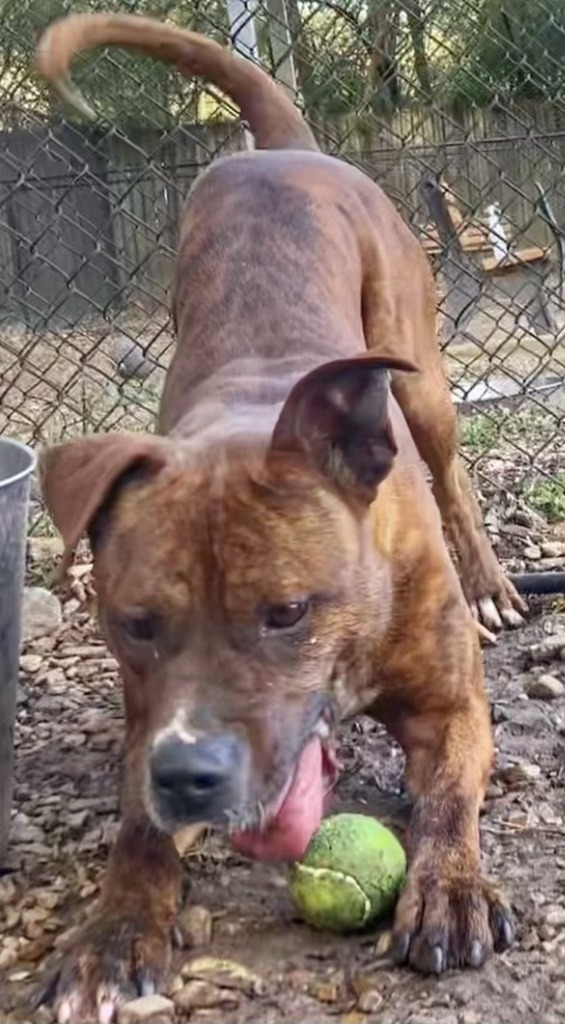 Edward, an adoptable Boxer in Little Rock, AR, 72210 | Photo Image 5