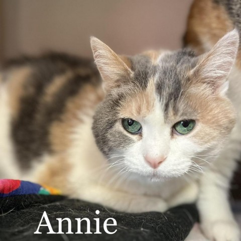 Annie 240097, an adoptable Domestic Short Hair in Escanaba, MI, 49829 | Photo Image 1