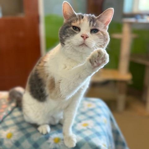 Annie 240097, an adoptable Domestic Short Hair in Escanaba, MI, 49829 | Photo Image 2