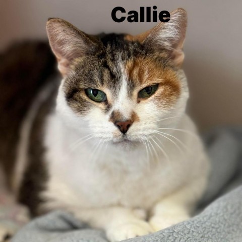 Callie 240096, an adoptable Domestic Short Hair in Escanaba, MI, 49829 | Photo Image 1