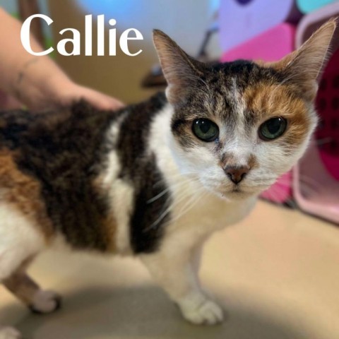 Callie 240096, an adoptable Domestic Short Hair in Escanaba, MI, 49829 | Photo Image 1