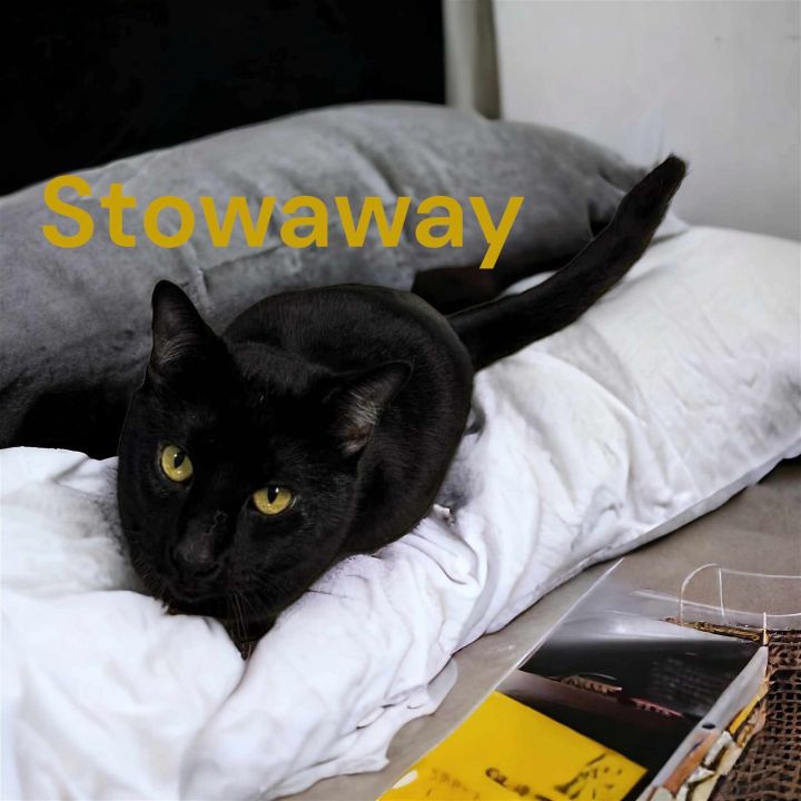 Stowaway 2