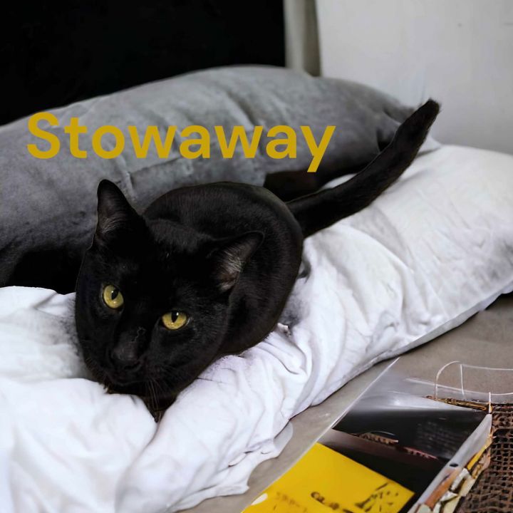 Stowaway 3