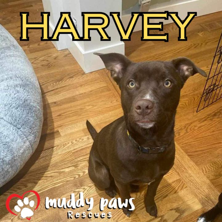 Harvey 4