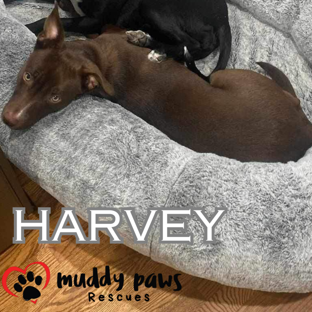 Harvey