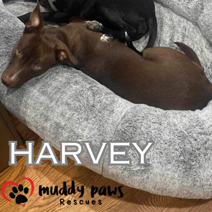 Harvey 6