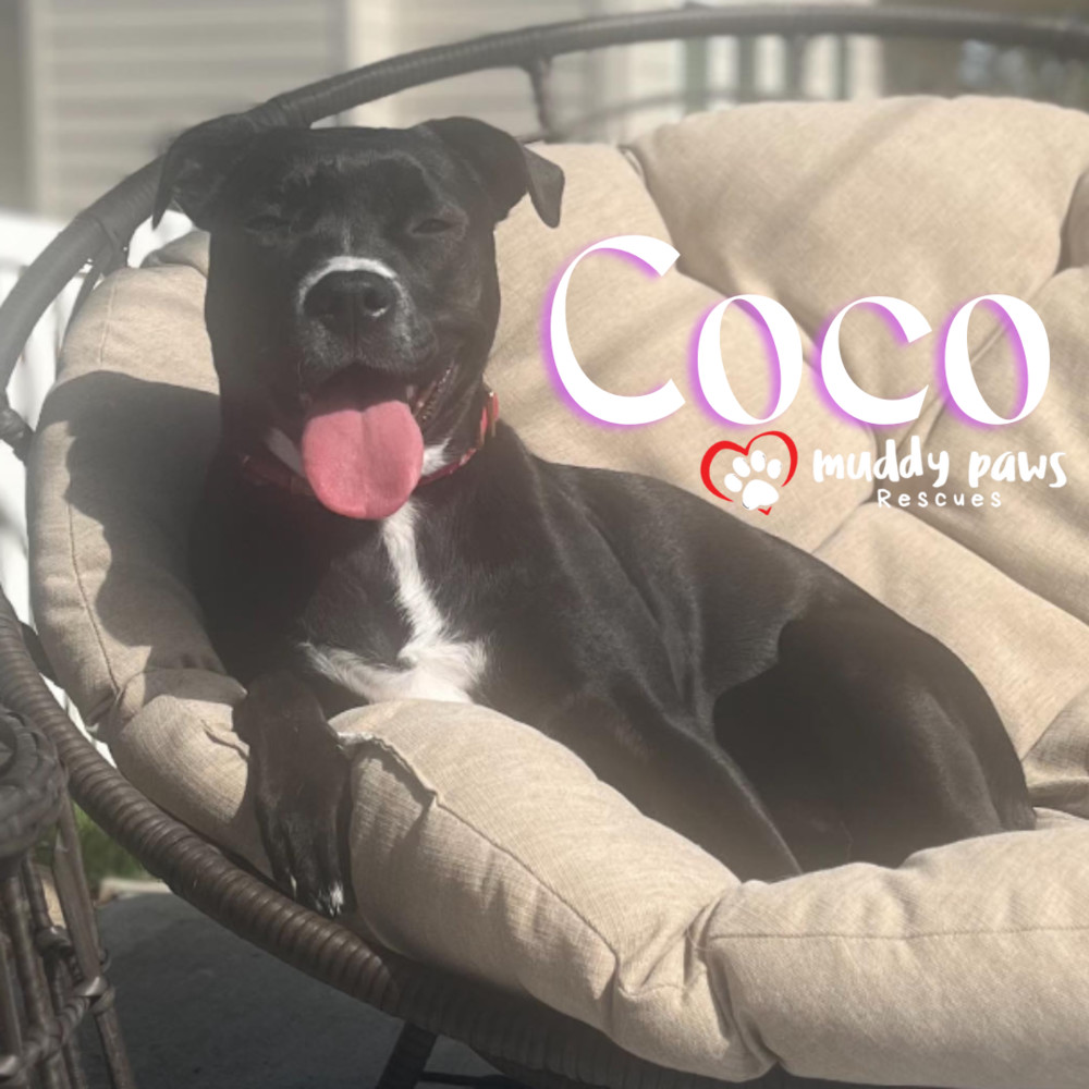 Coco FKA Salsa, an adoptable Pit Bull Terrier, Labrador Retriever in Council Bluffs, IA, 51503 | Photo Image 1