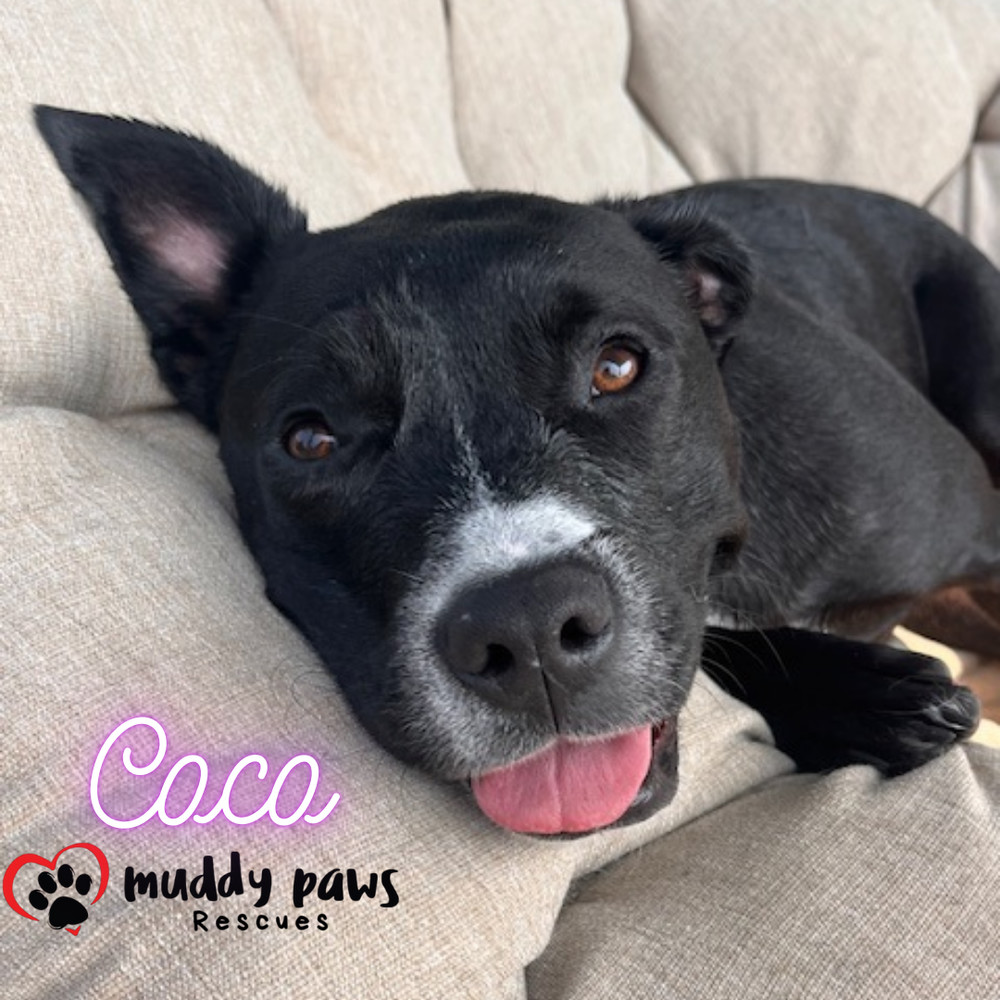 Coco FKA Salsa, an adoptable Pit Bull Terrier, Labrador Retriever in Council Bluffs, IA, 51503 | Photo Image 3