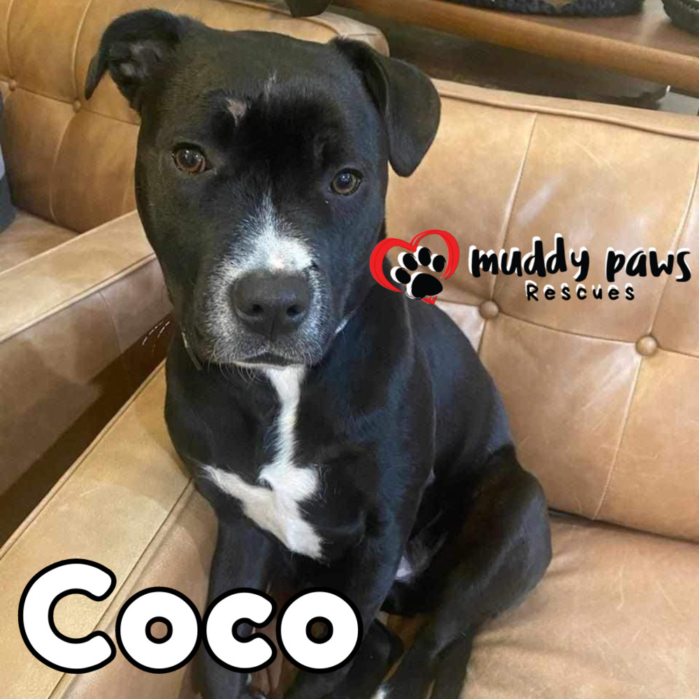 Coco FKA Salsa, an adoptable Pit Bull Terrier, Labrador Retriever in Council Bluffs, IA, 51503 | Photo Image 6