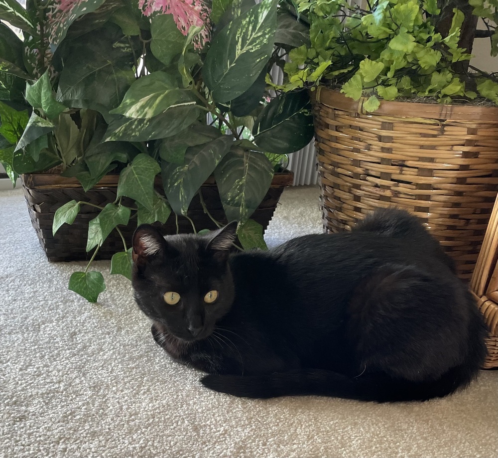 Binx, an adoptable Domestic Short Hair in Fort collins, CO, 80526 | Photo Image 3