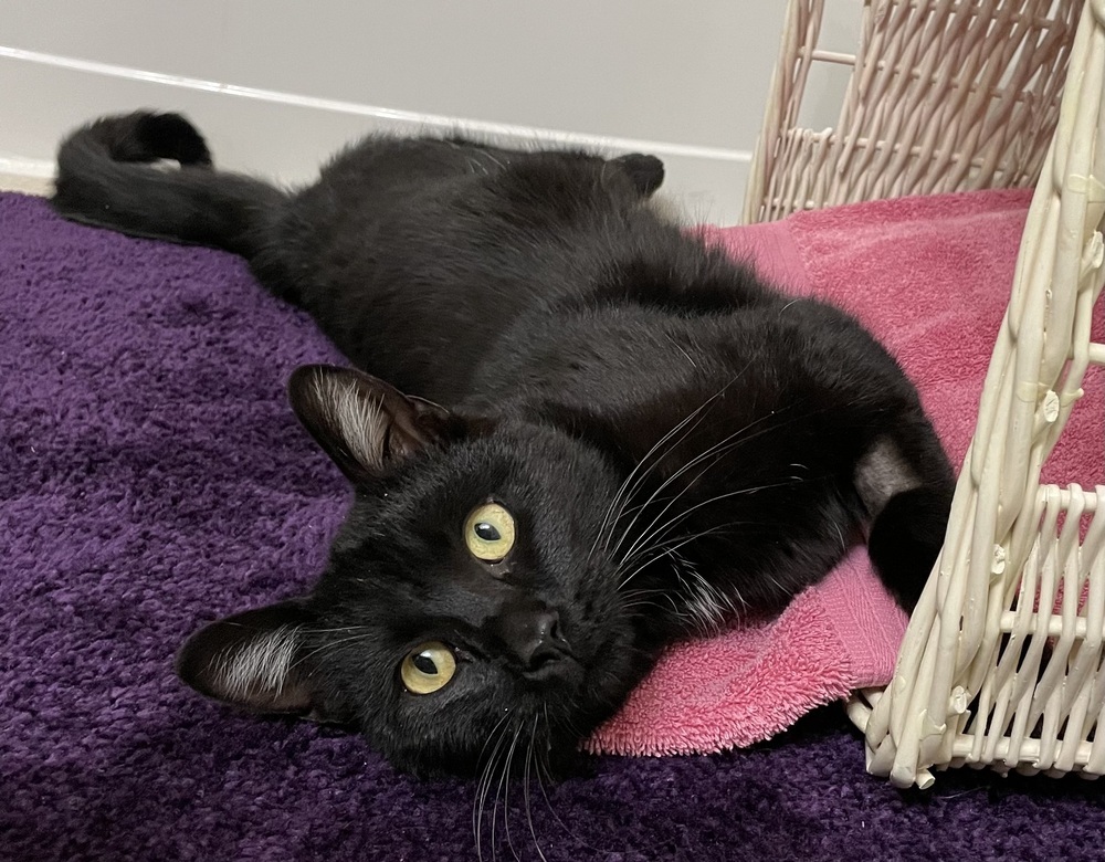 Binx, an adoptable Domestic Short Hair in Fort collins, CO, 80526 | Photo Image 5