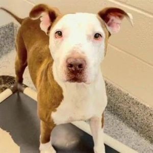 Pitbull mix puppies for adoption 2024 near me