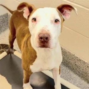Dogs for Adoption Near Erie CO Petfinder