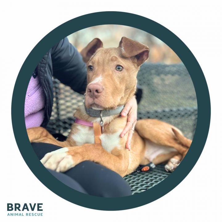 Brave best sale breed rescue