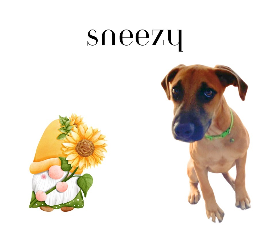 c.J (Sneezy)