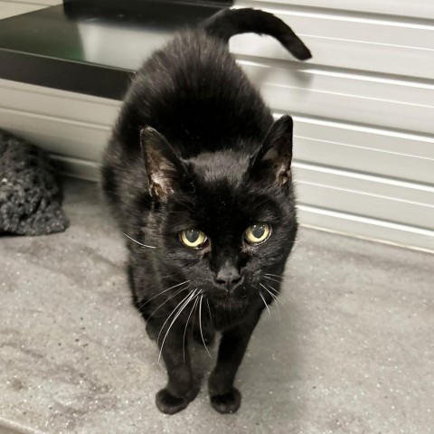 Marce, an adoptable Domestic Short Hair in Hailey, ID, 83333 | Photo Image 1