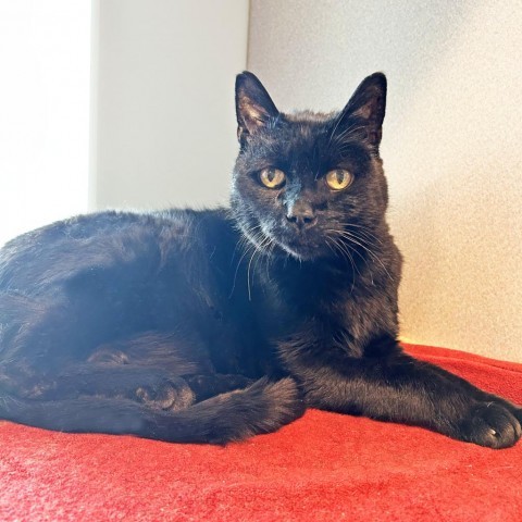 Marce, an adoptable Domestic Short Hair in Hailey, ID, 83333 | Photo Image 2