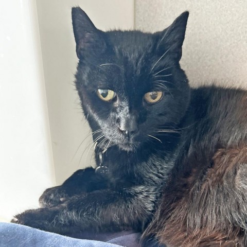 Marce, an adoptable Domestic Short Hair in Hailey, ID, 83333 | Photo Image 2