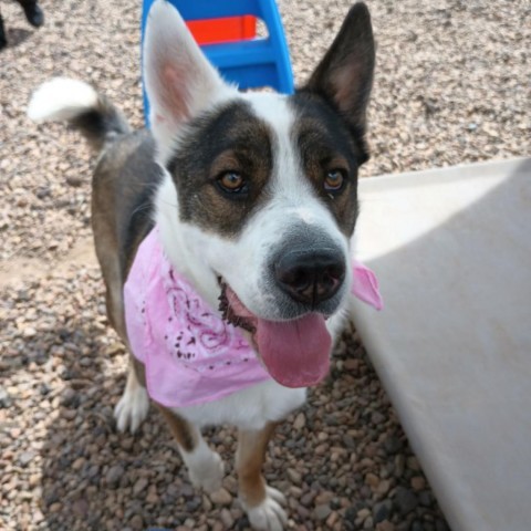 Joey, an adoptable Australian Shepherd, Chow Chow in Show Low, AZ, 85901 | Photo Image 1