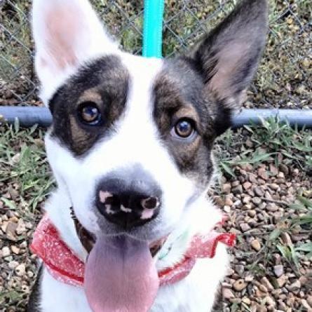 Joey, an adoptable Australian Shepherd, Chow Chow in Show Low, AZ, 85901 | Photo Image 2