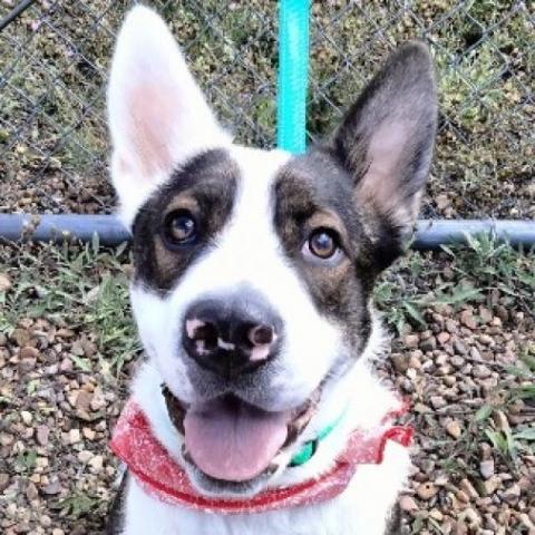 Joey, an adoptable Australian Shepherd, Chow Chow in Show Low, AZ, 85901 | Photo Image 3