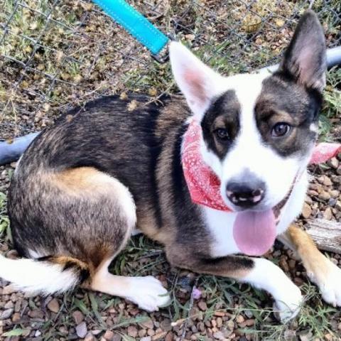 Joey, an adoptable Australian Shepherd, Chow Chow in Show Low, AZ, 85901 | Photo Image 4