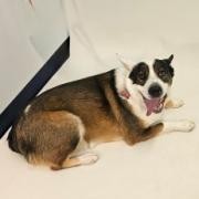 Joey, an adoptable Australian Shepherd, Chow Chow in Show Low, AZ, 85901 | Photo Image 5