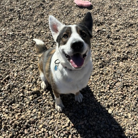 Joey, an adoptable Australian Shepherd, Chow Chow in Show Low, AZ, 85901 | Photo Image 6