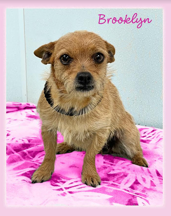 Small dog rescue of new england cranston hot sale ri