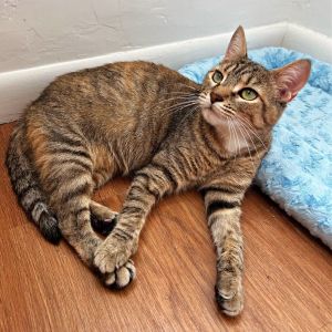 Indigo is a total sweetheart This petite girl enjoys attention and wants to be involved in your lif