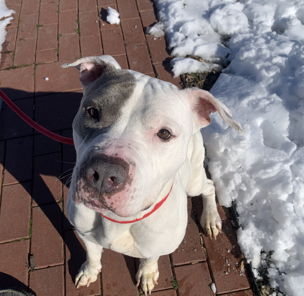 Pretty Woman - In Foster, an adoptable Pit Bull Terrier Mix in Birdsboro, PA_image-2