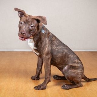 Sally, an adoptable Mixed Breed in Chicago, IL_image-3