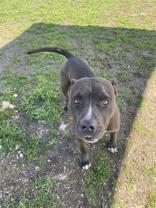 Smokey Mo, an adoptable Pit Bull Terrier Mix in Boerne, TX_image-2