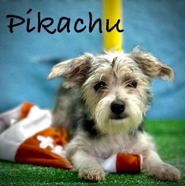 Pikachu, an adoptable Morkie & Terrier Mix in Arcadia, FL_image-2