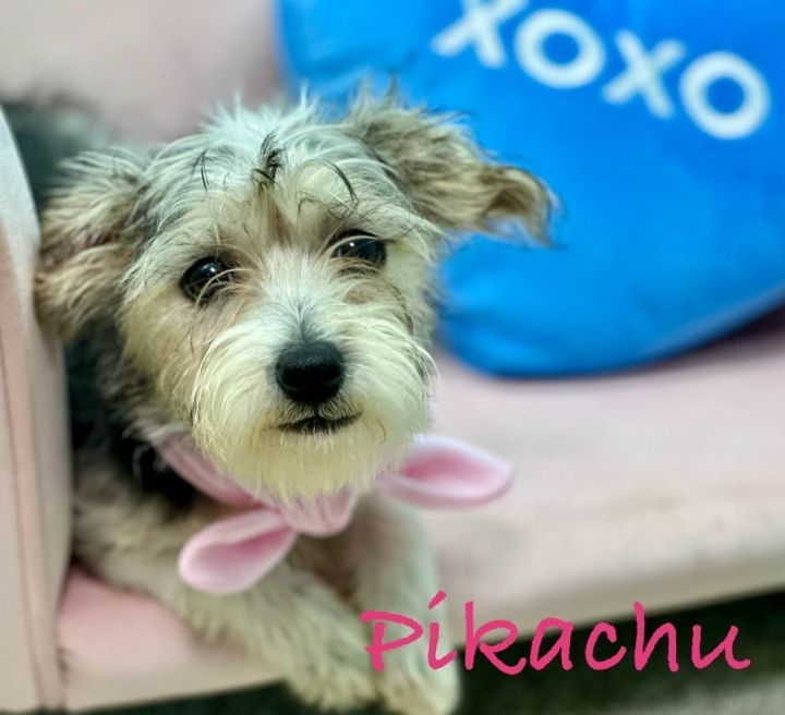 Pikachu, an adoptable Morkie & Terrier Mix in Arcadia, FL_image-1