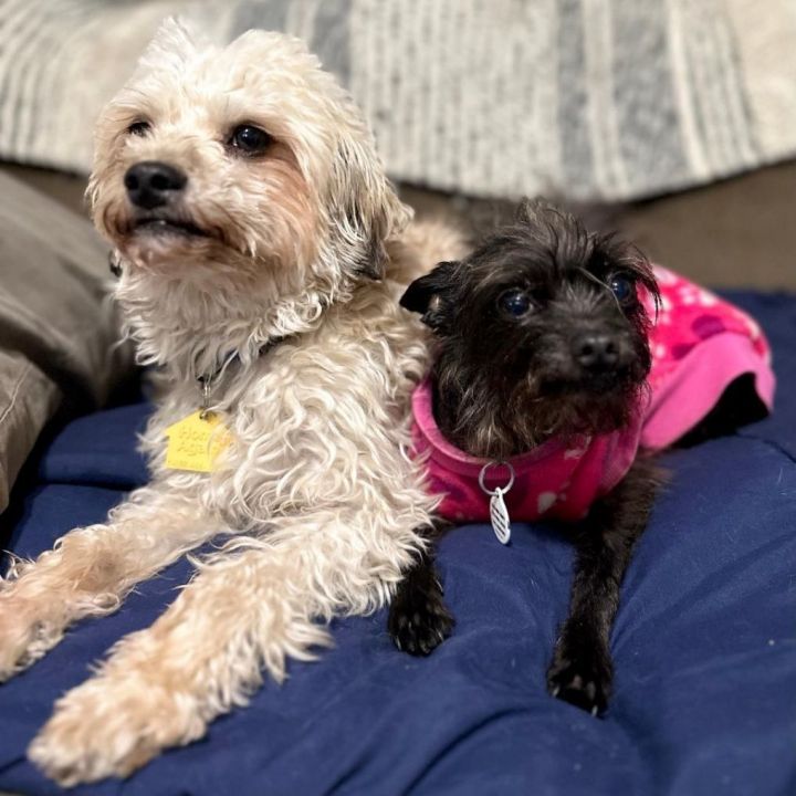 Lexie and Lilo , an adoptable Yorkshire Terrier & Cairn Terrier Mix in Santa Monica, CA_image-3
