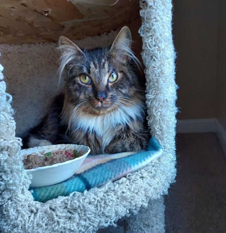 Parker, an adopted Maine Coon in Denver, NC_image-4