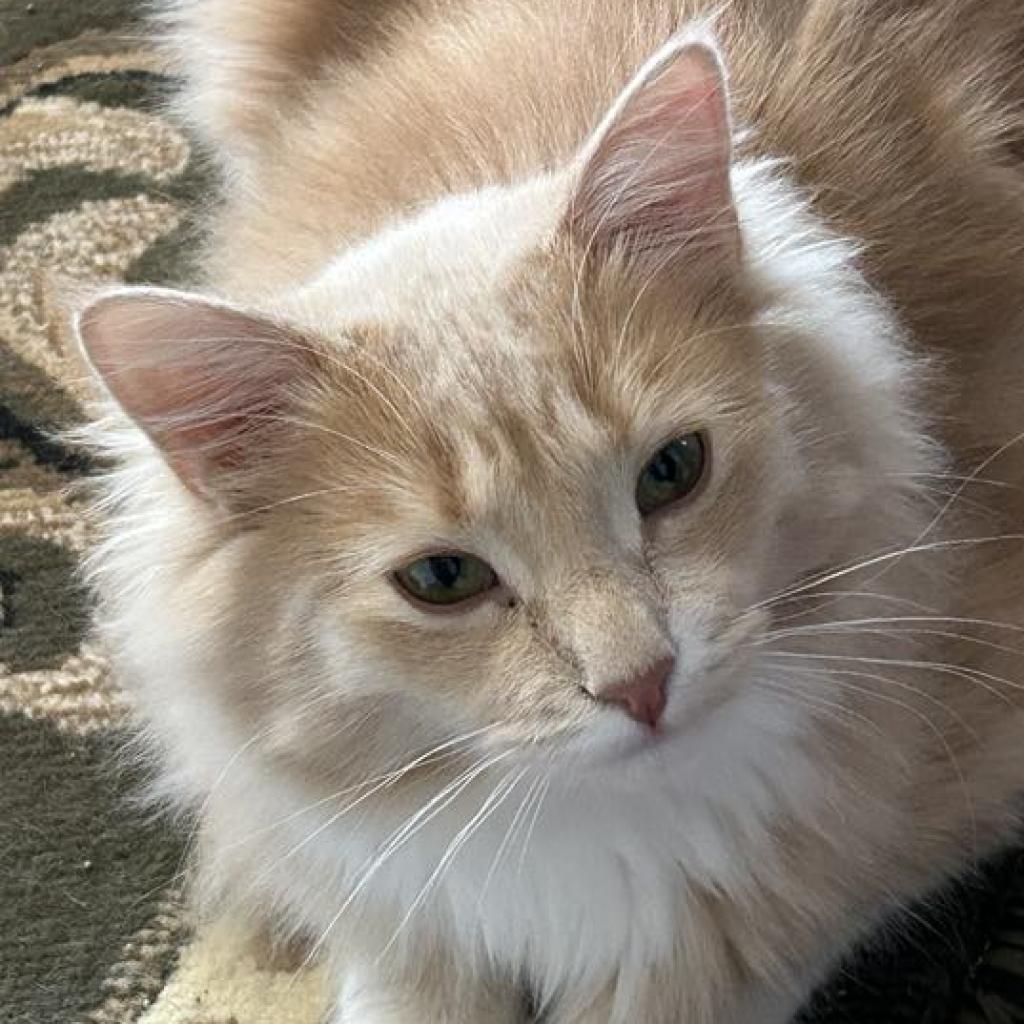 Johnnie, an adoptable Domestic Long Hair in Bismarck, ND, 58507 | Photo Image 1