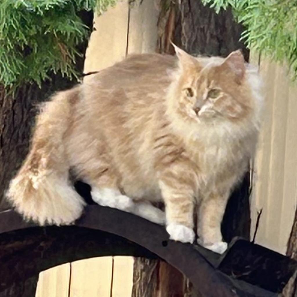 Johnnie, an adoptable Domestic Long Hair in Bismarck, ND, 58507 | Photo Image 5