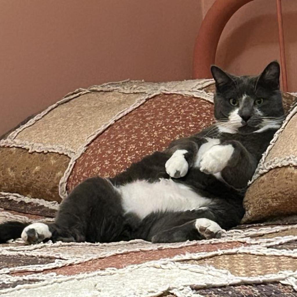 Asher, an adoptable Domestic Short Hair in Bismarck, ND, 58507 | Photo Image 4