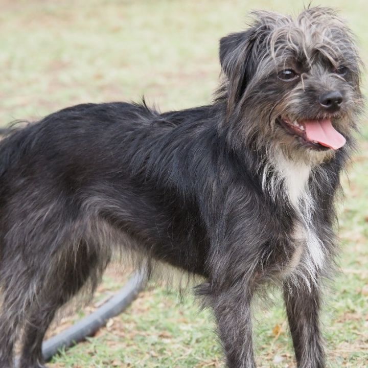 Shih poo chihuahua store mix