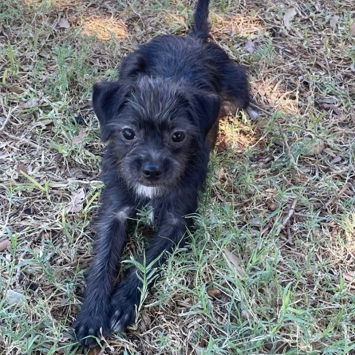 Shih tzu and chihuahua 2024 mix