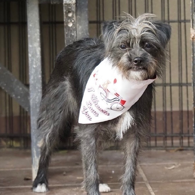 Shih tzu chihuahua mix black 2024 and white