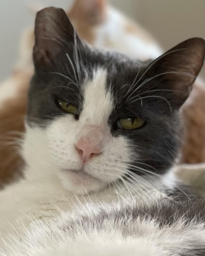 Lacy, an adoptable Domestic Short Hair in Oxnard, CA, 93035 | Photo Image 1