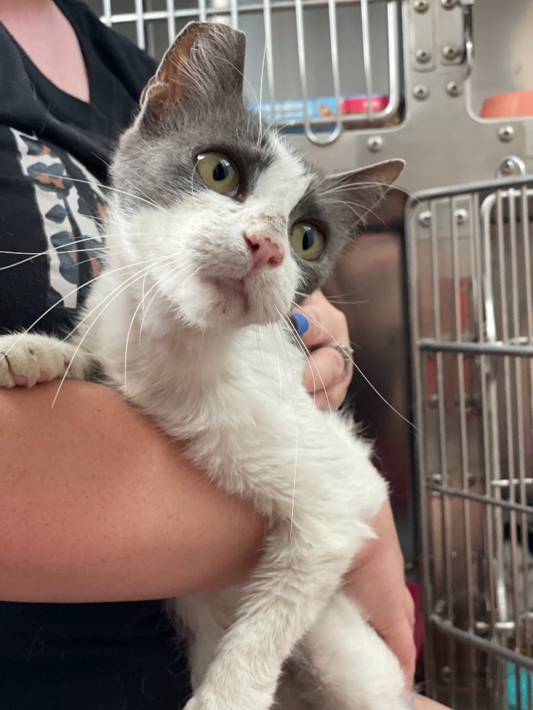 Lacy, an adoptable Domestic Short Hair in Oxnard, CA, 93035 | Photo Image 2